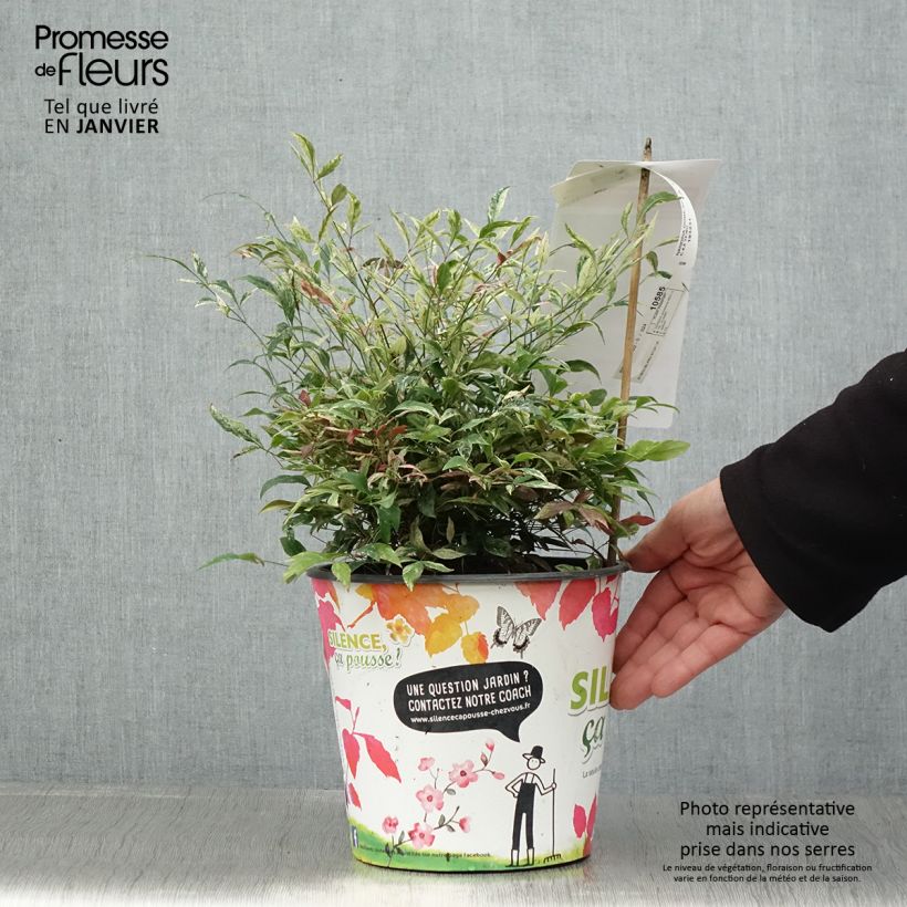 Exemplar von Nandina domestica Red Light - Himmelsbambus Topf mit 3L/4L wie im Winter geliefert