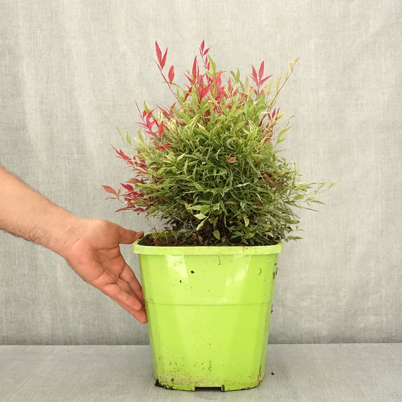 Exemplar von Nandina domestica Red Light - Himmelsbambus Topf mit 7,5L/10L wie im Sommer geliefert