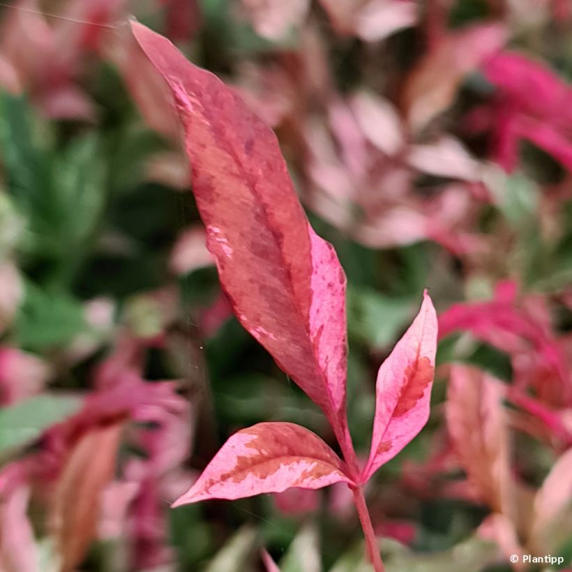 Nandina domestica Red Light - Himmelsbambus (Laub)