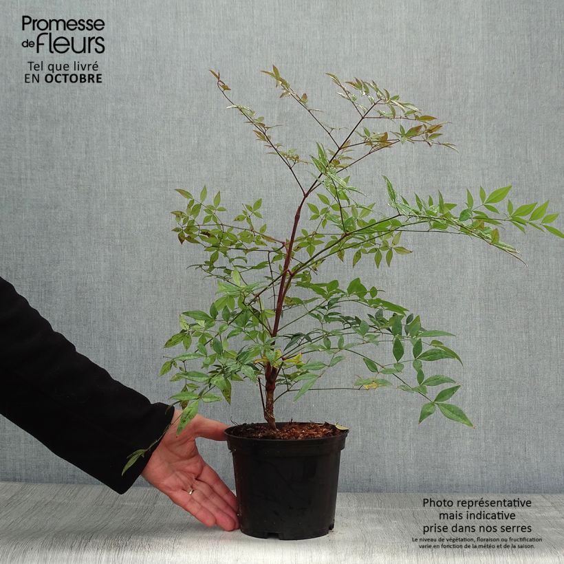 Exemplar von Nandina domestica Richmond - Himmelsbambus Topf mit 2L/3L wie im Herbst geliefert