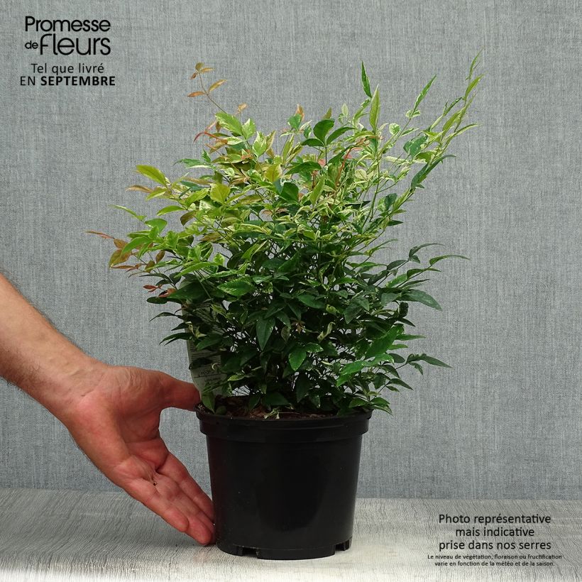 Exemplar von Nandina domestica Twilight - Himmelsbambus Topf mit 2L/3L wie im Herbst geliefert