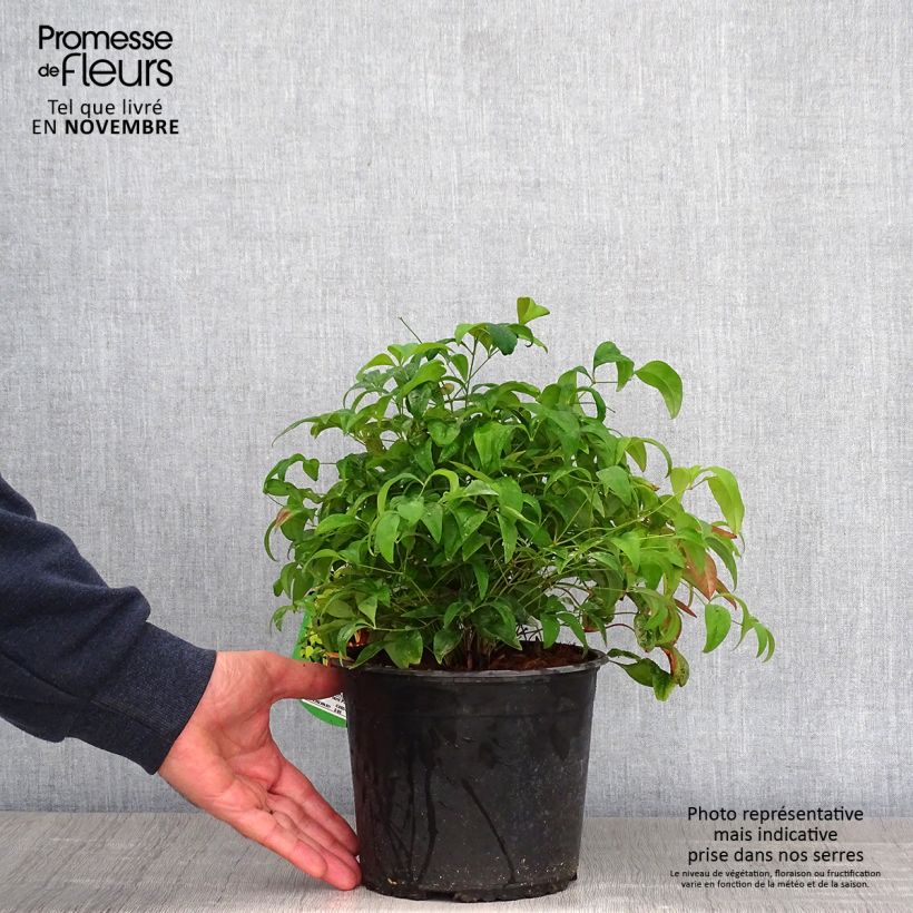 Exemplar von Nandina domestica Wood's Dwarf - Himmelsbambus Topf mit 2L/3L wie im Herbst geliefert