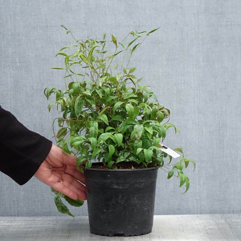 Exemplar von Nandina domestica Wood's Dwarf - Himmelsbambus Topf mit 2L/3L wie im Frühjahr geliefert