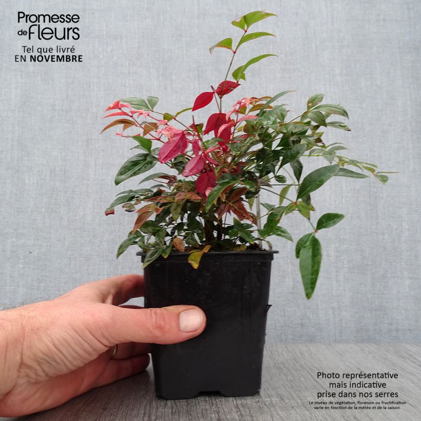 Exemplar von Nandina domestica Obsessed Seika - Himmelsbambus Kleine Töpfe von 8/9 cm wie im Herbst geliefert