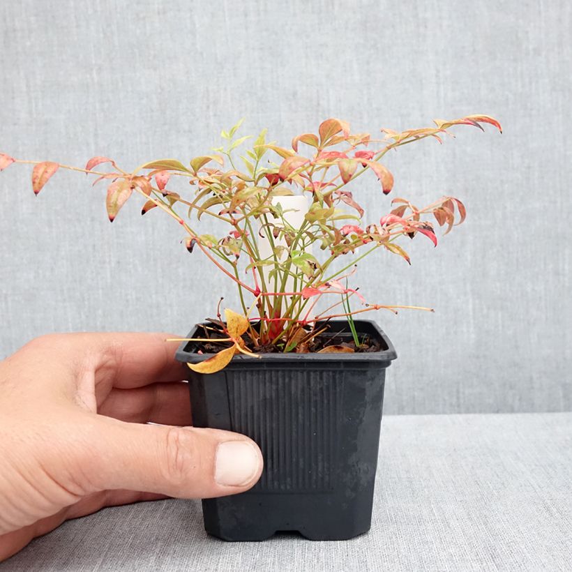 Exemplar von Nandina domestica Obsessed Seika - Himmelsbambus Kleine Töpfe von 8/9 cm wie im Frühjahr geliefert