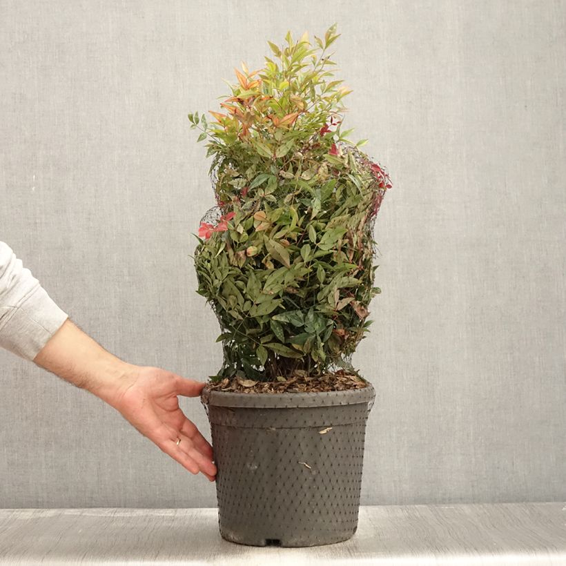 Exemplar von Nandina domestica Obsessed Seika - Himmelsbambus Topf mit 7,5L/10L wie im Herbst geliefert