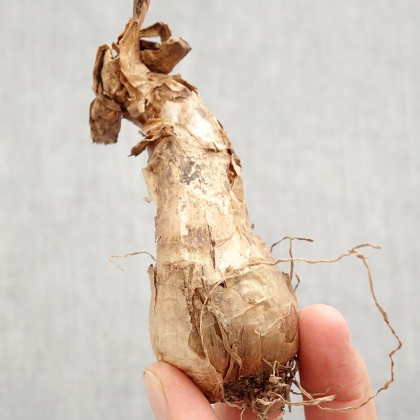 Exemplar von Narcissus Barrett Browning Zwiebel Kaliber/Größe 12+ wie im Herbst geliefert