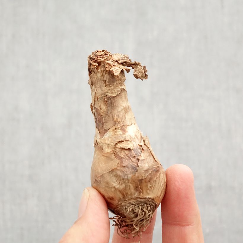 Exemplar von Narcissus Bella Estrella Zwiebel Kaliber/Größe 12+ wie im Herbst geliefert