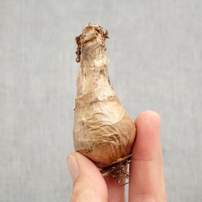 Exemplar von Narcissus Berlin Zwiebel Kaliber/Größe 12+ wie im Herbst geliefert