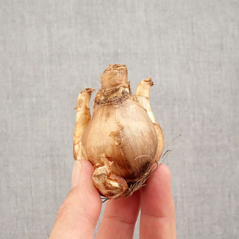 Exemplar von Narcissus British Gamble Zwiebel Kaliber/Größe 14/16 wie im Herbst geliefert