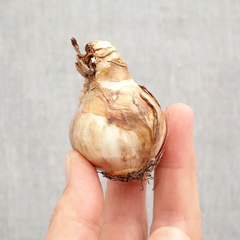 Exemplar von Narcissus Changing Colors Zwiebel Kaliber/Größe 12+ wie im Herbst geliefert