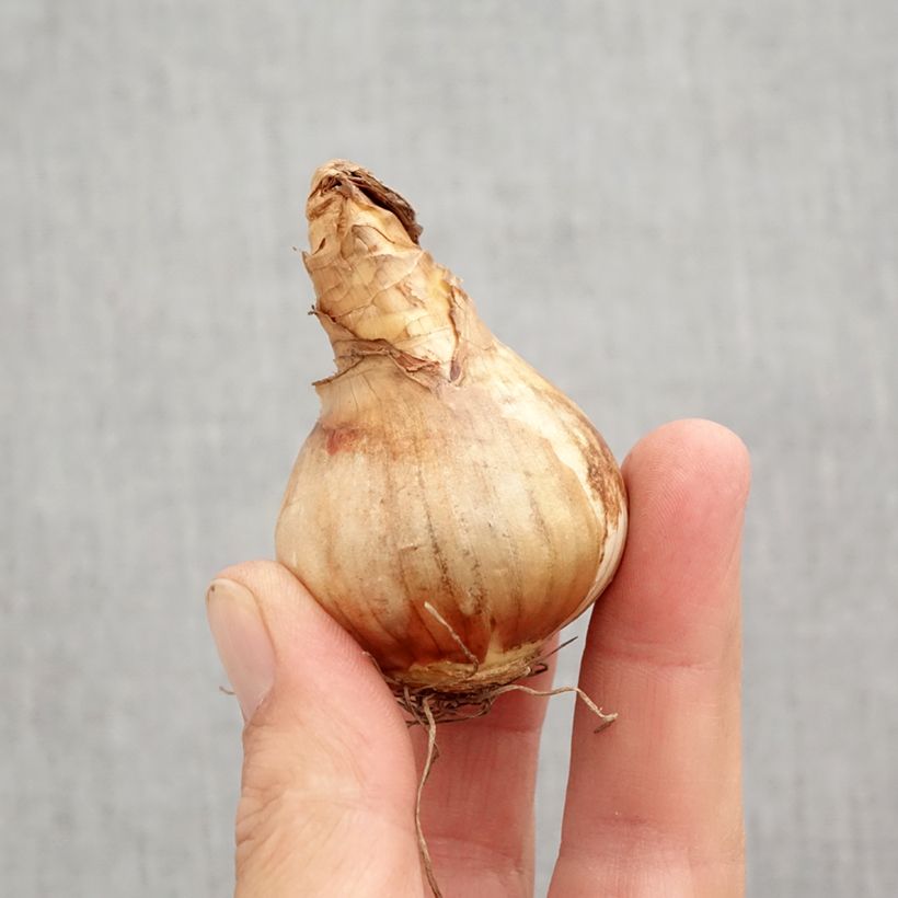 Exemplar von Narcissus Cotinga Zwiebel Kaliber/Größe 12+ wie im Herbst geliefert