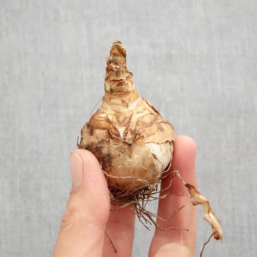 Exemplar von Narcissus Double Beauty Zwiebel Kaliber/Größe 12 wie im Herbst geliefert