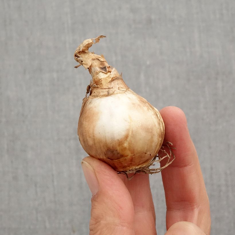 Exemplar von Narcissus Dutch Master Zwiebel Kaliber/Größe 12+ wie im Herbst geliefert