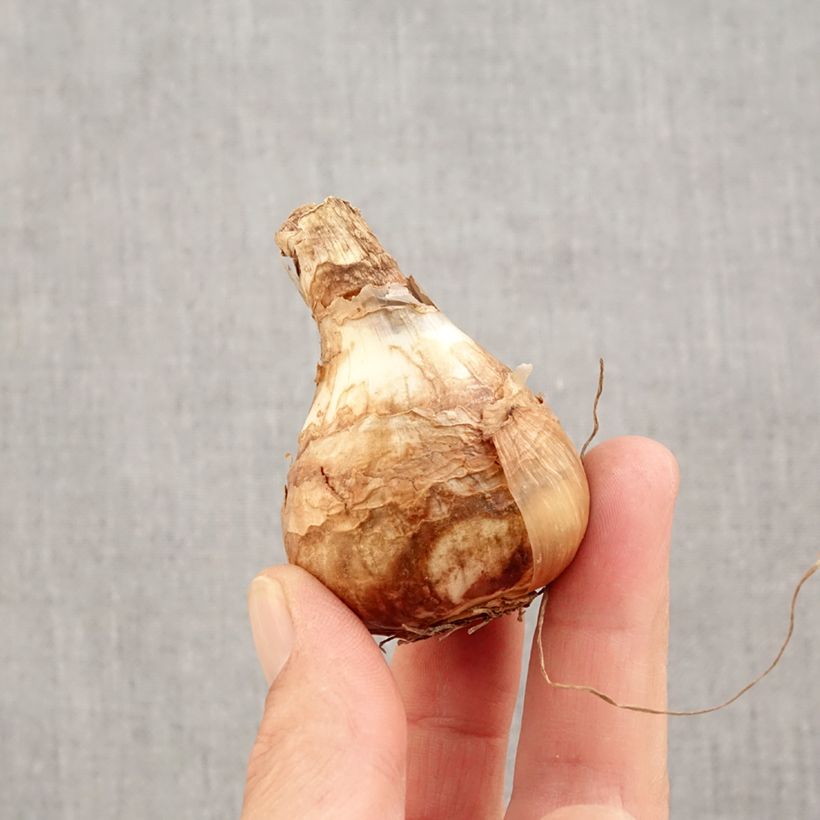Exemplar von Narcissus Early Sensation Zwiebel Kaliber/Größe 14+ wie im Herbst geliefert