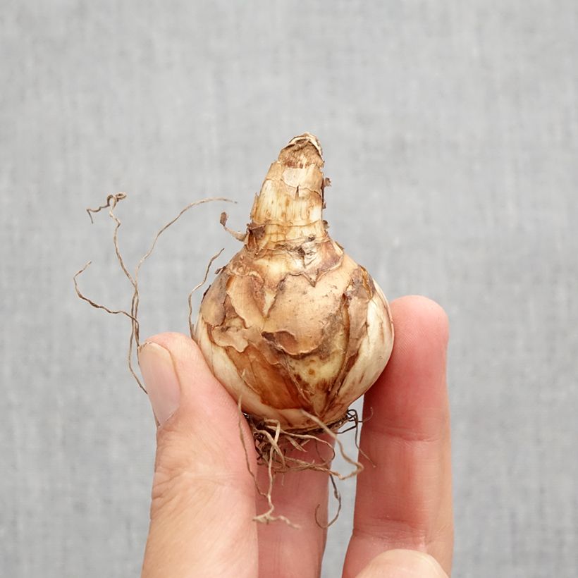 Exemplar von Narcissus Easter Tide Zwiebel Kaliber/Größe 12 wie im Herbst geliefert