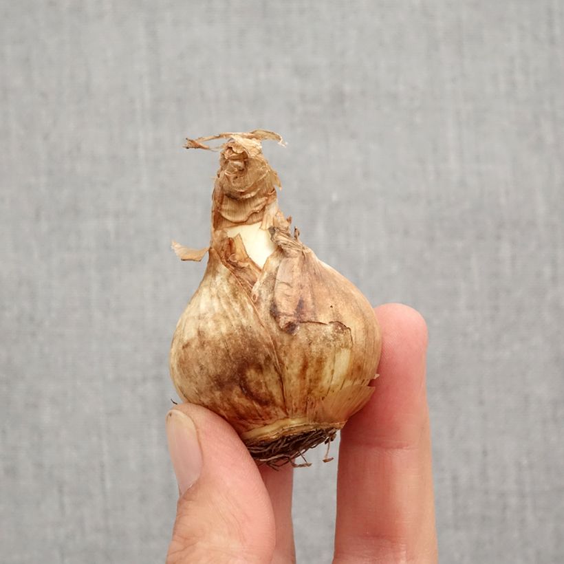 Exemplar von Narcissus Edna Earl Zwiebel Kaliber/Größe 12+ wie im Herbst geliefert