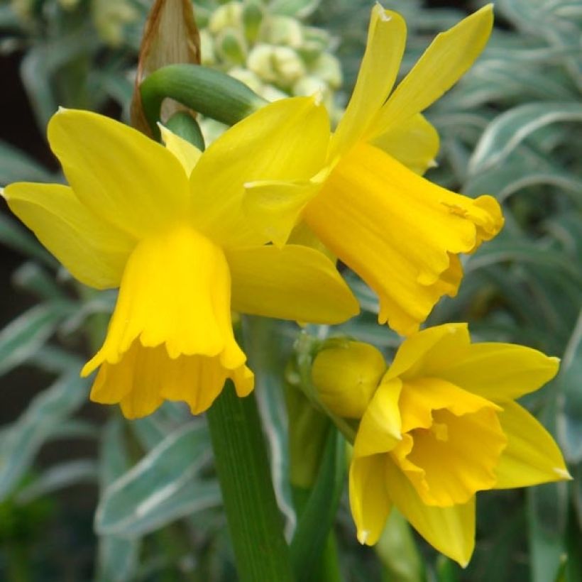 Narcissus cyclamineus February Gold (Blüte)