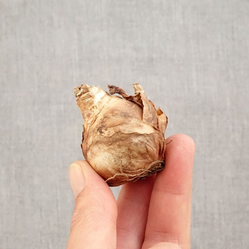 Exemplar von Narcissus Finland Zwiebel Kaliber/Größe 14+ wie im Herbst geliefert