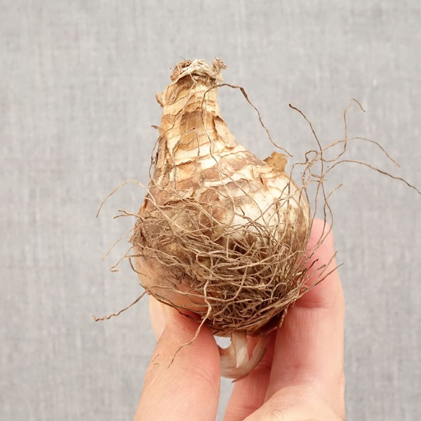 Exemplar von Narcissus Fragrant Rose Zwiebel Kaliber/Größe 14+ wie im Herbst geliefert