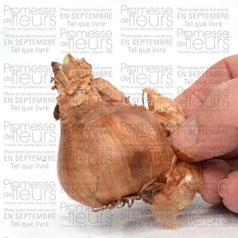 Beispiel eines Exemplars von Narcissus tazetta Geranium Zwiebel Kaliber/Größe 12+ wie geliefert