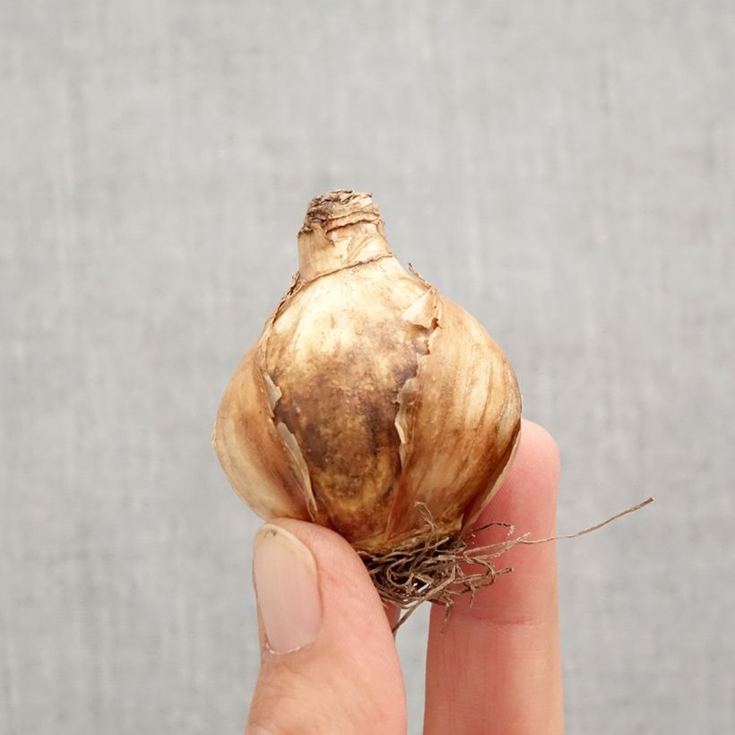 Exemplar von Narcissus Girl Power Zwiebel Kaliber/Größe 12+ wie im Herbst geliefert