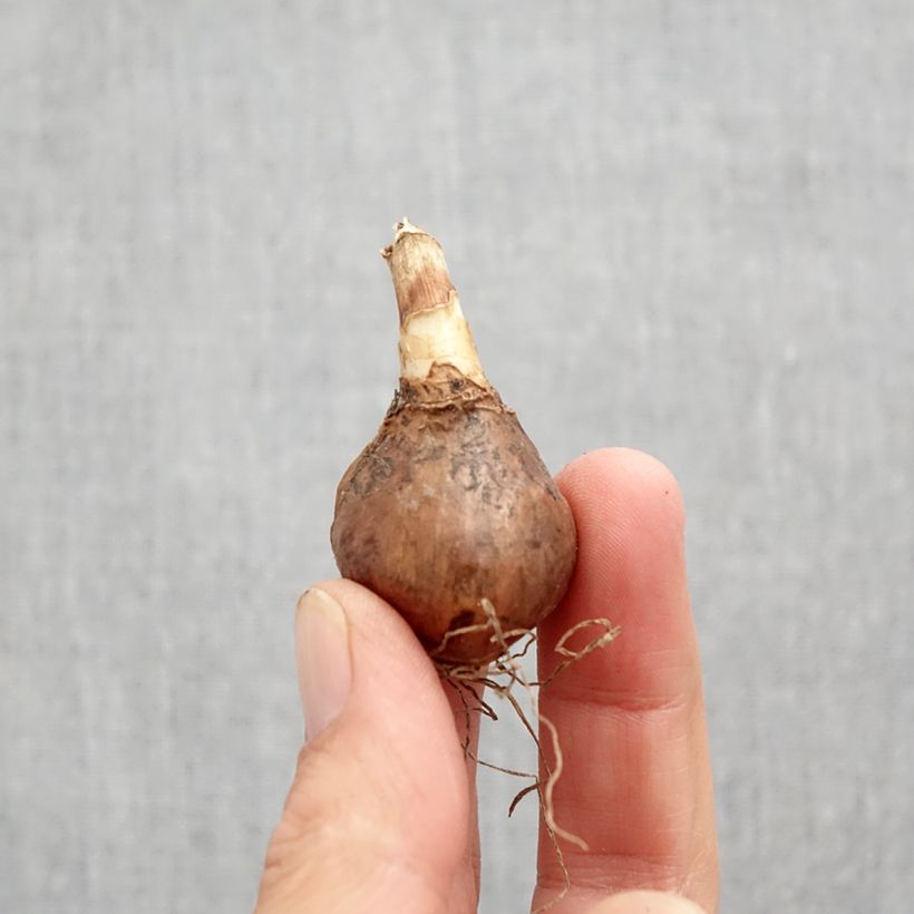 Exemplar von Narcissus Golden Echo Zwiebel Kaliber/Größe 10+ wie im Herbst geliefert