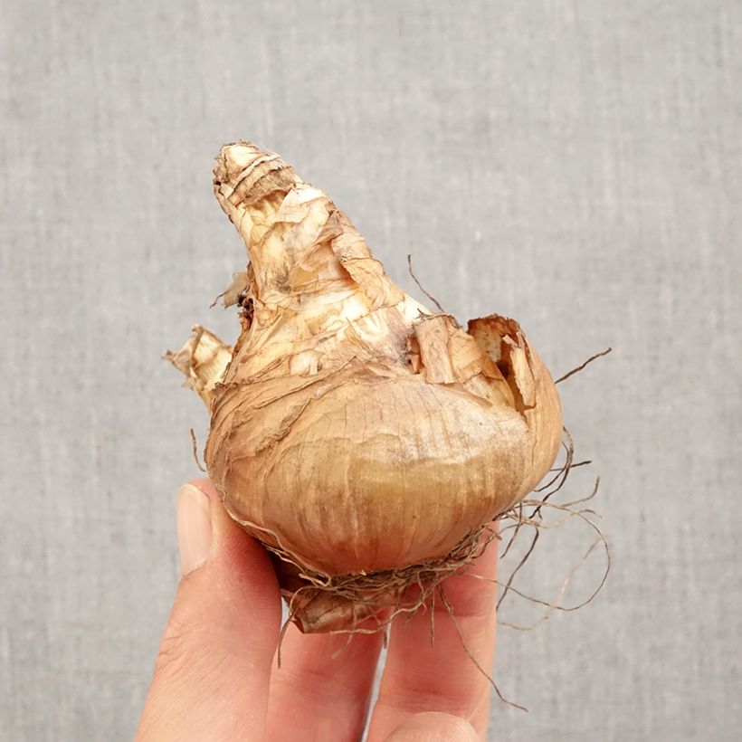 Exemplar von Narcissus Jamestown Zwiebel Kaliber/Größe 14+ wie im Herbst geliefert