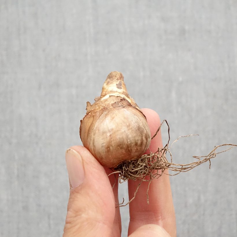Exemplar von Narcissus Katie Heath Zwiebel Kaliber/Größe 10+ wie im Herbst geliefert