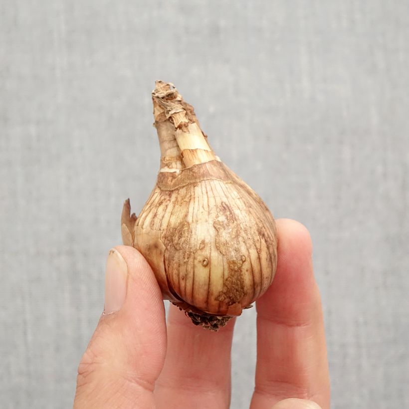 Exemplar von Narcissus Lancaster Zwiebel Kaliber/Größe 12/14 wie im Herbst geliefert