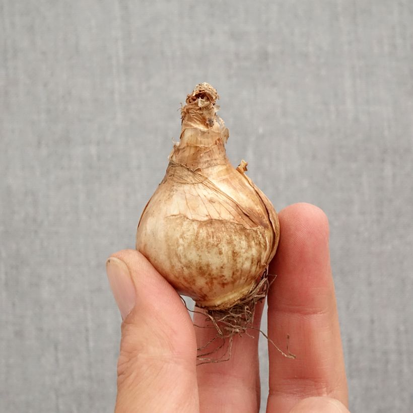 Exemplar von Narcissus Lemon Beauty Zwiebel Kaliber/Größe 12+ wie im Herbst geliefert