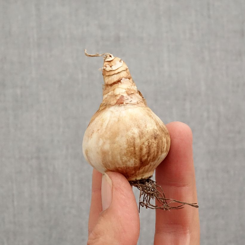 Exemplar von Narcissus Loveday Zwiebel Kaliber/Größe 12+ wie im Herbst geliefert