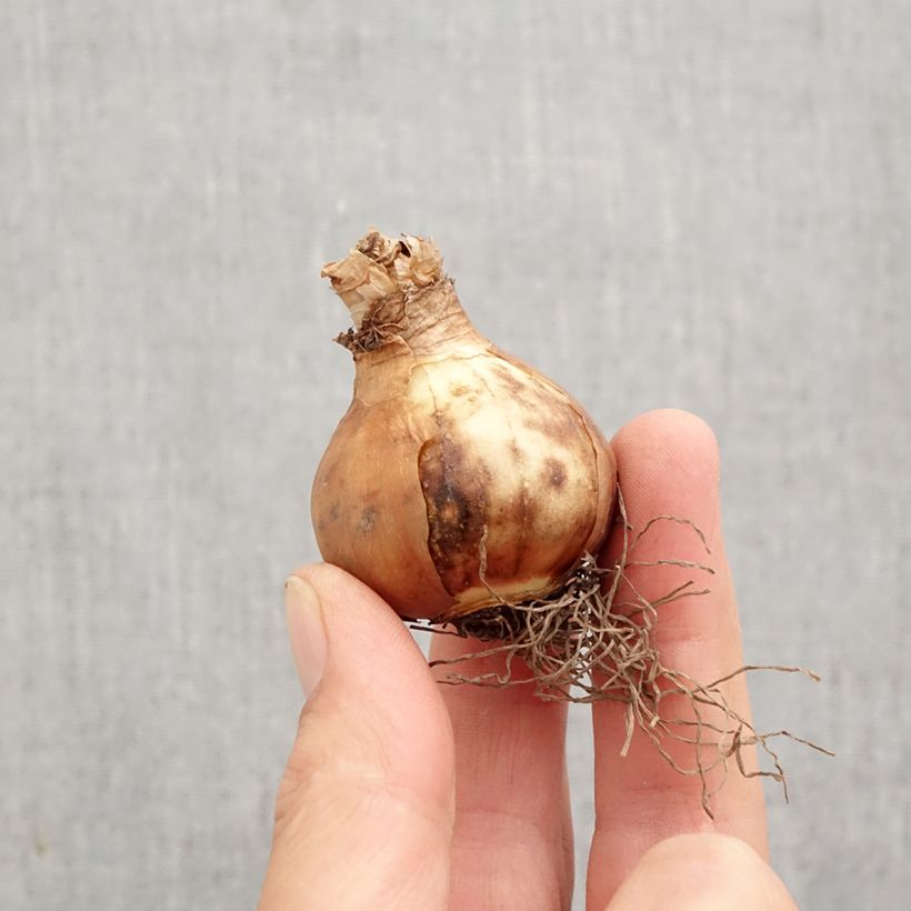 Exemplar von Narcissus Modern Art Zwiebel Kaliber/Größe 12+ wie im Herbst geliefert