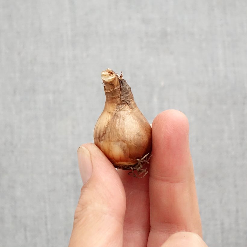 Exemplar von Narcissus Moonlight Sensation Zwiebel Kaliber/Größe 10+ wie im Herbst geliefert