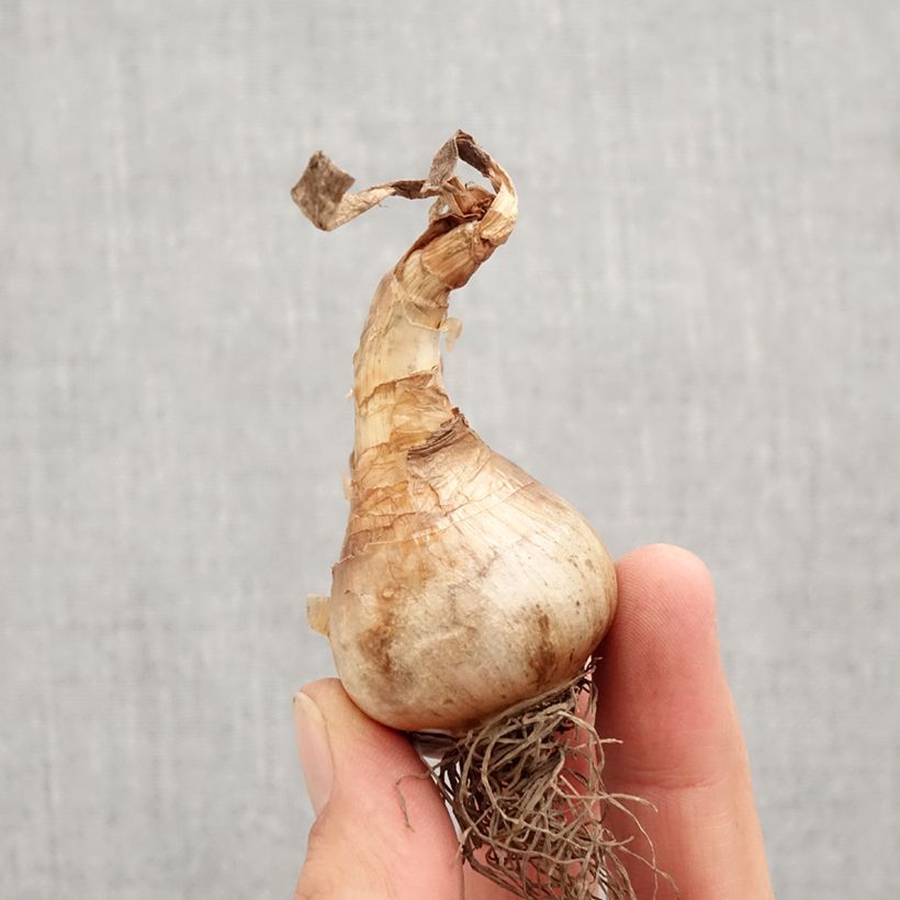 Exemplar von Narcissus Apricot Whirl Zwiebel Kaliber/Größe 12+ wie im Herbst geliefert