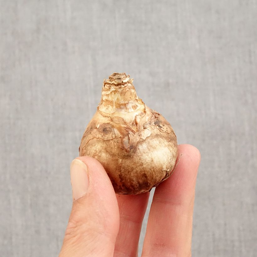 Exemplar von Narcissus cyclamineus Peeping Tom Zwiebel Kaliber/Größe 14/16 wie im Herbst geliefert