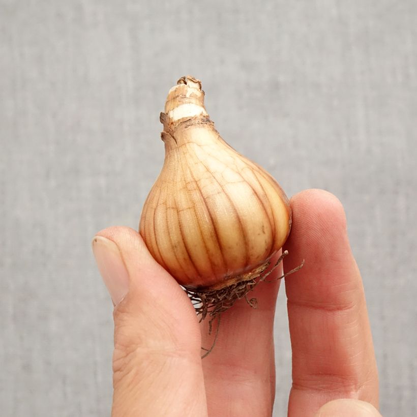 Exemplar von Narcissus Pink Charm Zwiebel Kaliber/Größe 12+ wie im Herbst geliefert