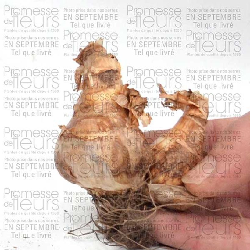 Beispiel eines Exemplars von Narcissus Piper's End Zwiebel Kaliber/Größe 14+ wie geliefert