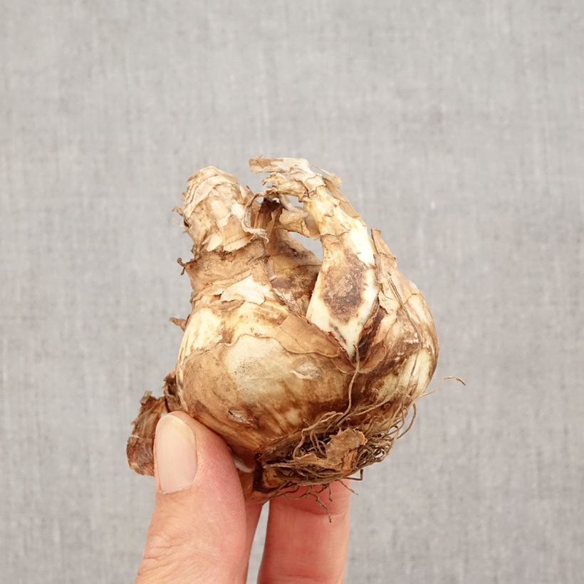 Exemplar von Narcissus Piper's End Zwiebel Kaliber/Größe 14+ wie im Herbst geliefert