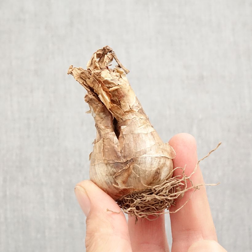 Exemplar von Narcissus poeticus Actaea Zwiebel Kaliber/Größe 12+ wie im Herbst geliefert