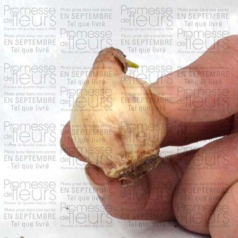 Beispiel eines Exemplars von Narcissus Pueblo Zwiebel Kaliber/Größe 10+ wie geliefert