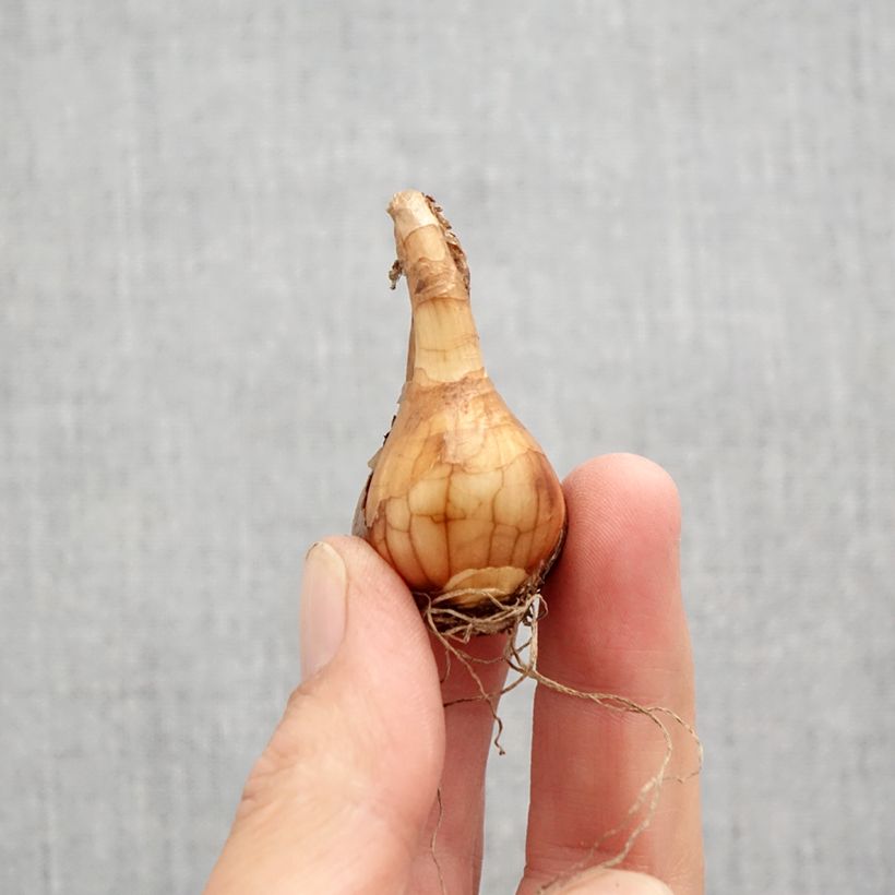 Exemplar von Narcissus Pueblo Zwiebel Kaliber/Größe 10+ wie im Herbst geliefert