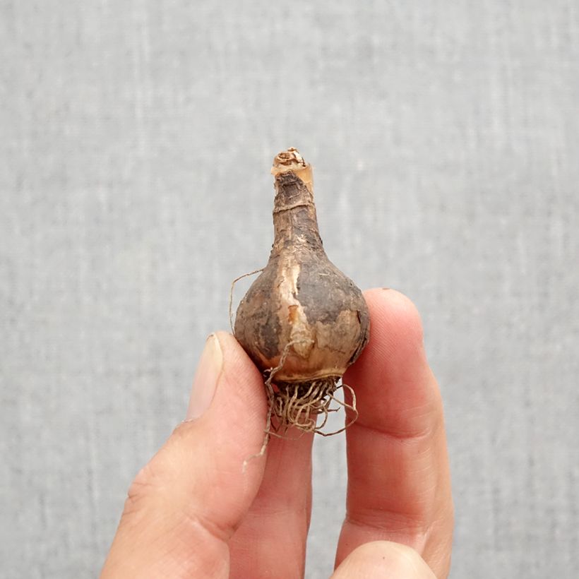 Exemplar von Narcissus Quail Zwiebel Kaliber/Größe 10+ wie im Herbst geliefert