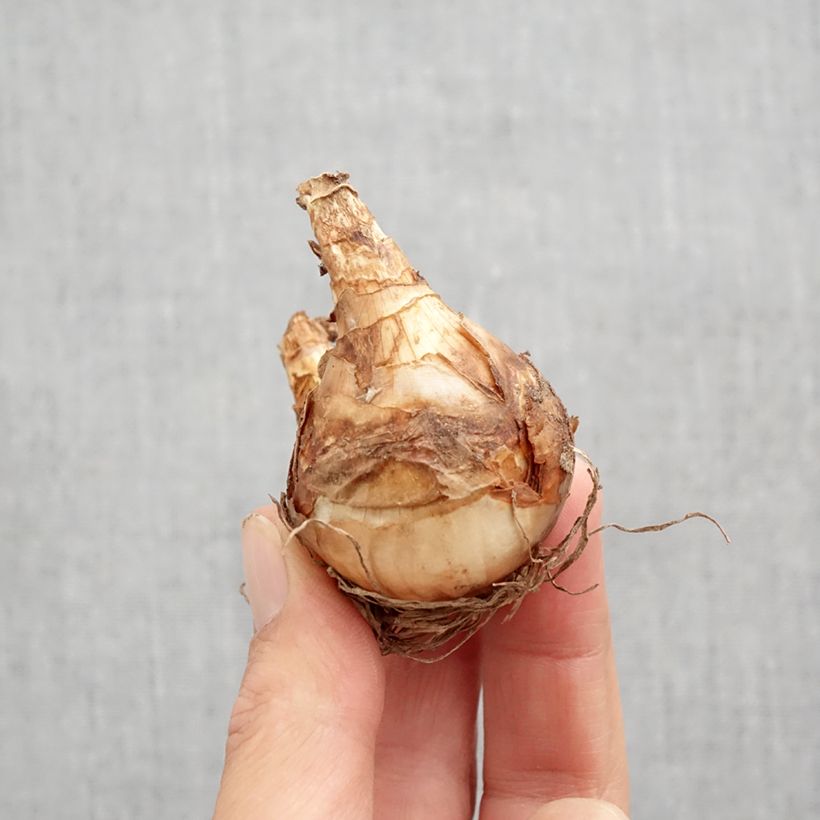 Exemplar von Narcissus Ring of Fire Zwiebel Kaliber/Größe 12 wie im Herbst geliefert