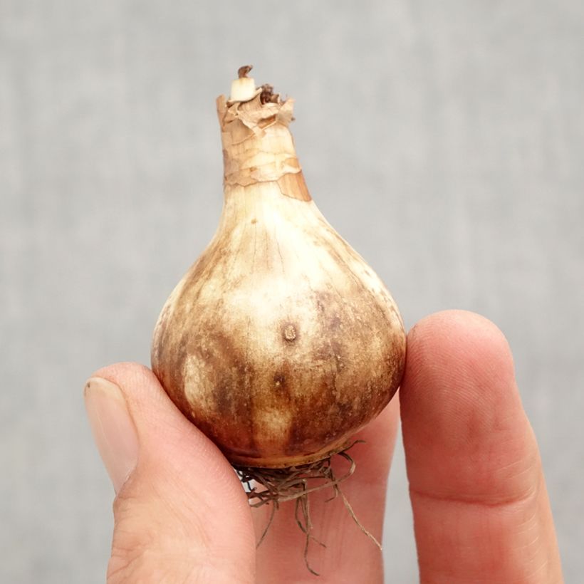 Exemplar von Narcissus Rose of May Zwiebel Kaliber/Größe 12+ wie im Herbst geliefert