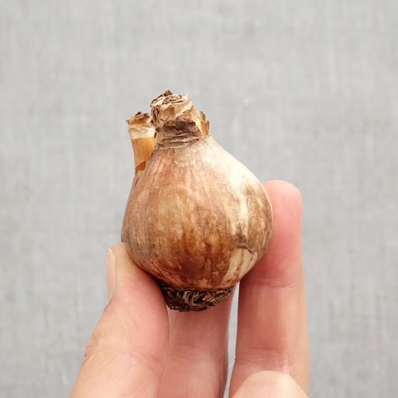 Exemplar von Narcissus Sabatini Zwiebel Kaliber/Größe 12/14 wie im Herbst geliefert