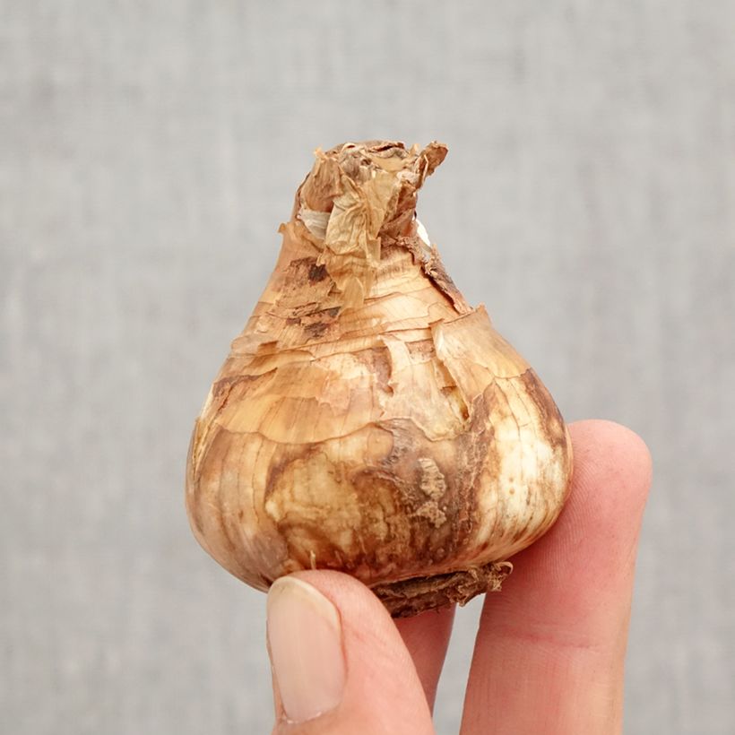 Exemplar von Narcissus Salomé Zwiebel Kaliber/Größe 14/16 wie im Herbst geliefert