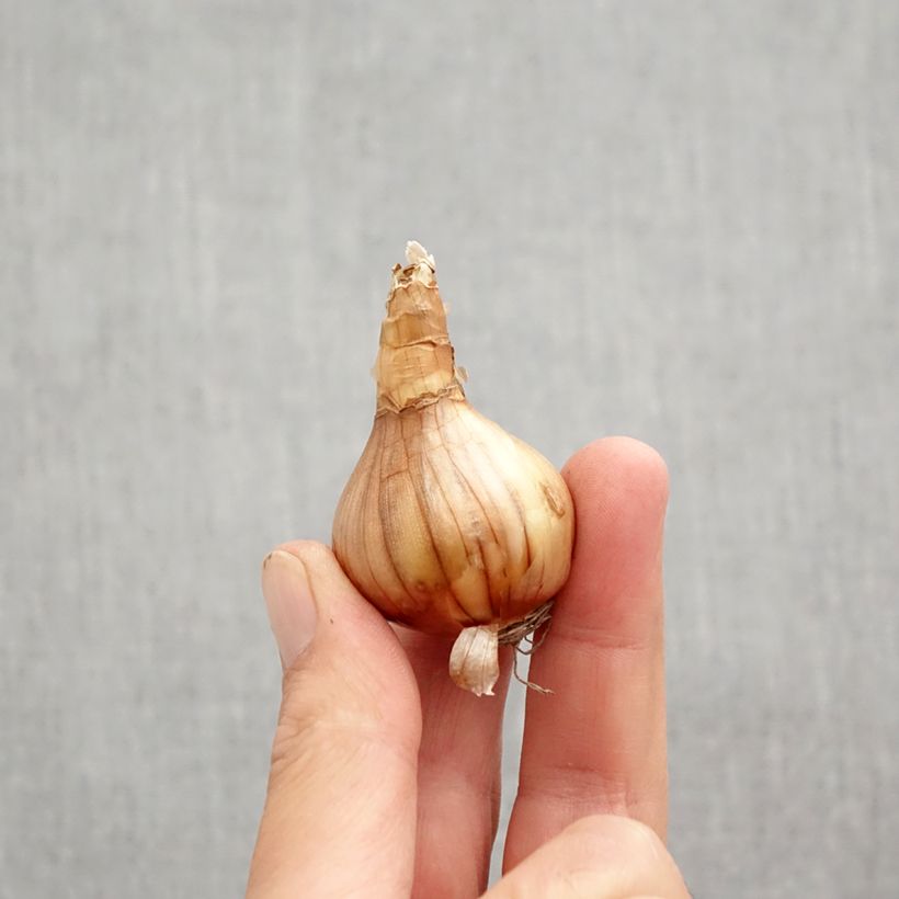 Exemplar von Narcissus Ségovia Zwiebel Kaliber/Größe 10+ wie im Herbst geliefert