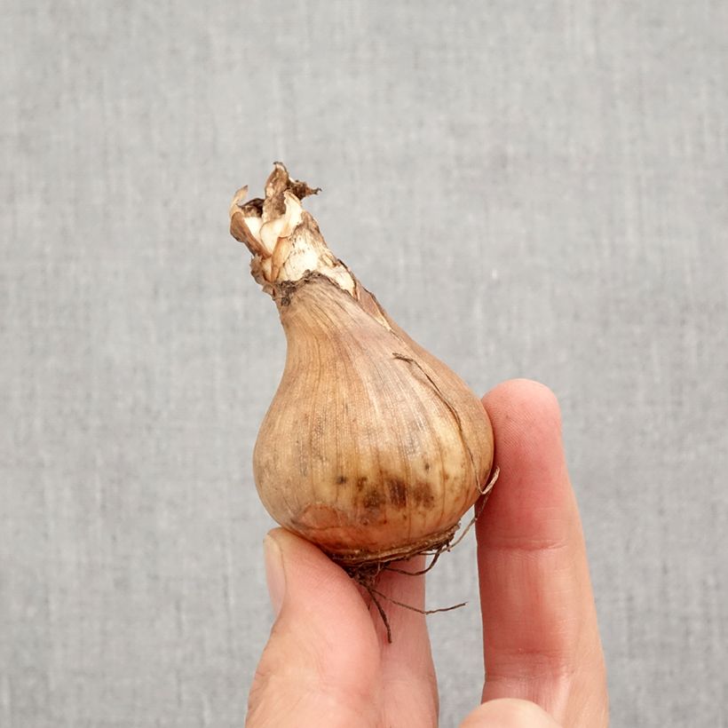 Exemplar von Narcissus Sinopel Zwiebel Kaliber/Größe 12+ wie im Herbst geliefert