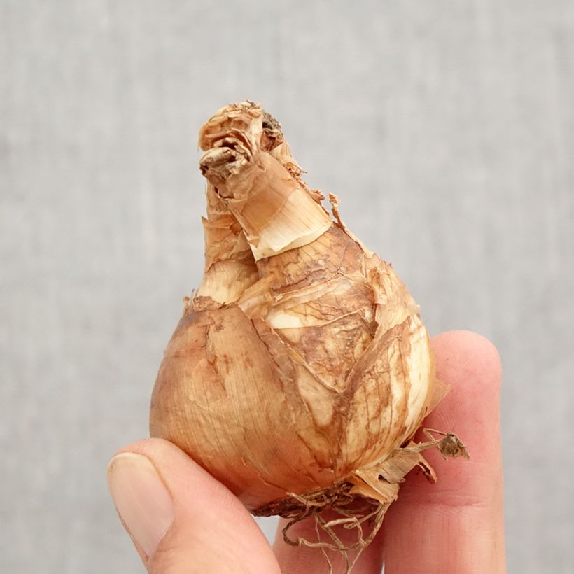 Exemplar von Narcissus cyclamineus Skype Zwiebel Kaliber/Größe 14/16 wie im Herbst geliefert